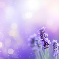 Lavender field background. Illustration photo