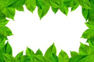 Cadre de vert feuilles et fleur. fond d'écran par vert feuilles et magnifique vert feuille. png