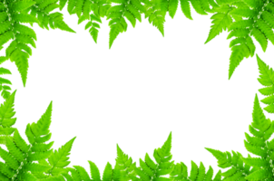 Rahmen von Grün Blätter und Blume. Hintergrund durch Grün Blätter und schön Grün Blatt. png