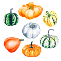 Pumpkins. Watercolor illustration of bright pumpkins. Illustration with vegetables. Isolated image on a white background. Suitable for cards, invitations, banners, notepads, posters, calendars. png