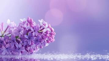 Lilac flower bokeh background. Illustration photo