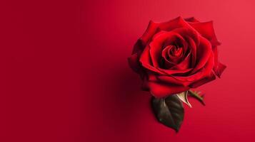 Red rose background. Illustration photo