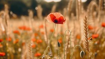 Poppy flower background. Illustration photo