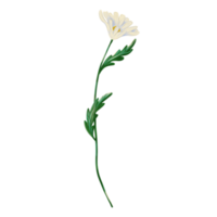 ein Zweig von Weiß Kamille mit Grün Blätter, ein schön Blume zum Karten und Einladungen png