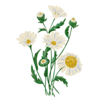 Bouquet of white daisies with green leaves and buds, beautiful flowers for cards and invitations png