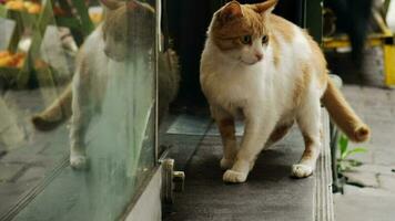 das süß Ingwer Katze ist warten zum jemand zum Öffnung das Geschäft Tür zum es video