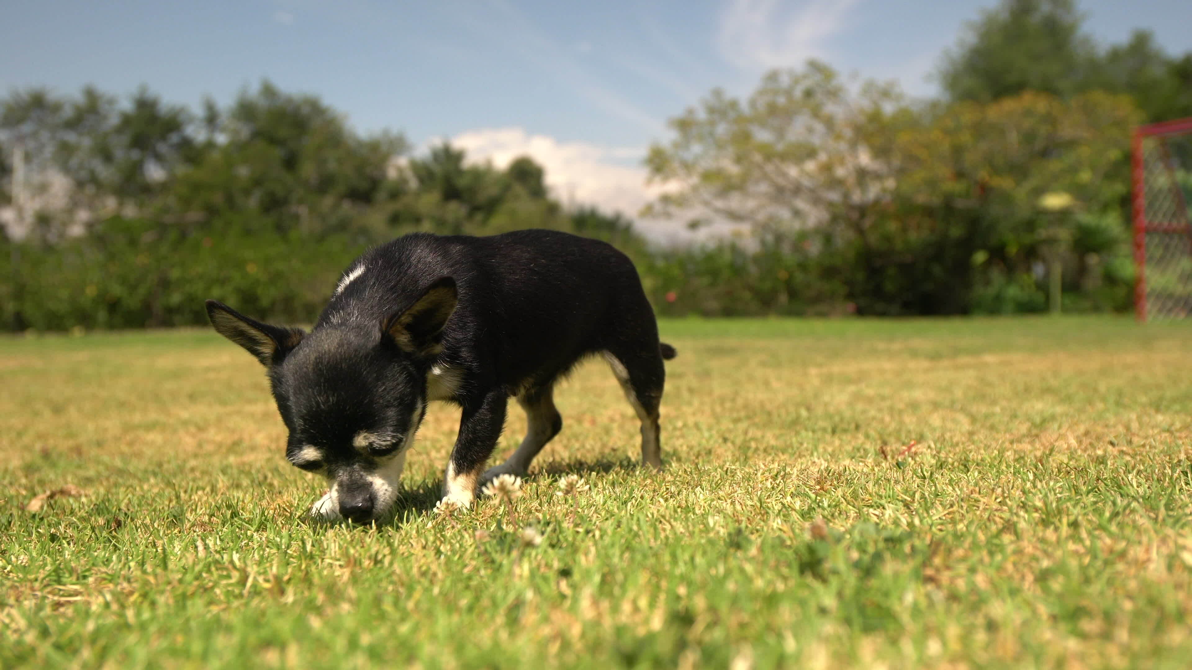 dog-eating-grass-stock-video-footage-for-free-download