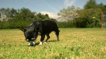 Pinscher breed baby dog sniffing the grass in a garden during the day with bushes out of focus in the background video