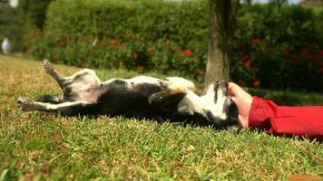 mano di bambino accarezzando bambino cane di pinscher razza su il erba di un' giardino durante il giorno con cespugli con sfocato fiori nel il sfondo video