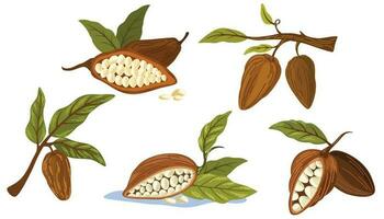 Cocoa beans set. Chocolate cocoa beans, leaves, branches, seeds. Vector flat illustration for printing, menus, packages, postcards and products.