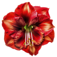 bloeiend amaryllis bloem Aan transparant achtergrond, gemaakt met generatief ai png