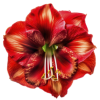 Blooming Amaryllis flower on transparent background, created with png
