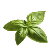 Fresh basil leaves on transparent background, created with png