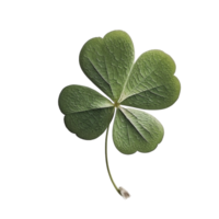 Clover leaves on transparent background, created with png