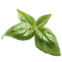 Fresh basil leaves on transparent background, created with png