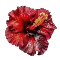 hibiscus bloem hoofd, gemaakt met generatief ai png