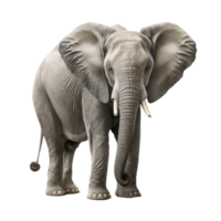 Elephant on transparent background, created with png