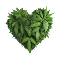Herz gestalten gemacht von Cannabis Blätter auf transparent Hintergrund, erstellt mit generativ ai png