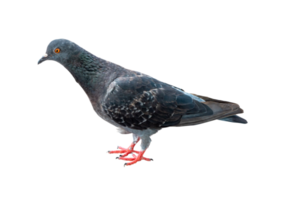 Single wild pigeon standing isolated with clipping path in png file format