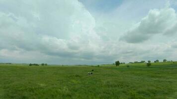 fpv drone rapidement et de manière maniable mouches passé un inachevé maison et vaches pâturage dans une vert Prairie video