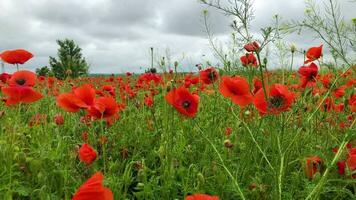 sauvage coquelicot champ, magnifique été rural paysage. épanouissement brillant rouge fleurs video