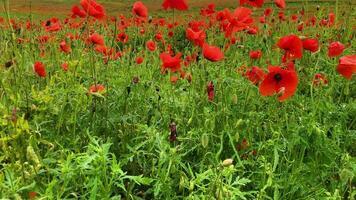 Wild poppy field, beautiful summer rural landscape. Blooming bright red flowers video