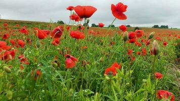 selvaggio papavero campo, bellissimo estate rurale paesaggio. fioritura luminosa rosso fiori video