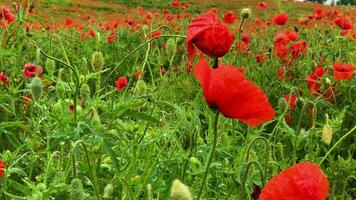 Wild poppy field, beautiful summer rural landscape. Blooming bright red flowers video