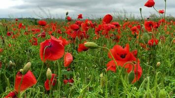 wild papaver veld, mooi zomer landelijk landschap. bloeiend helder rood bloemen video