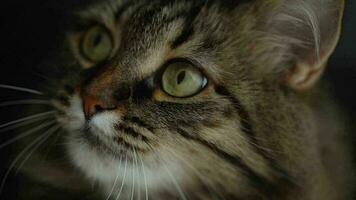 Muzzle of a cute fluffy tabby cat close up. Slow motion video