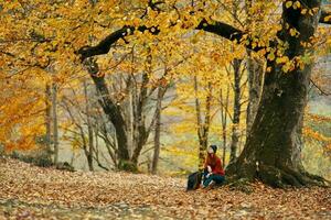 woman hiker under a tree in autumn forest landscape yellow leaves autumn photo