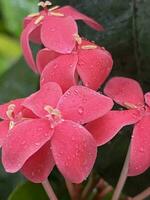Natural trees flowers and garden photo