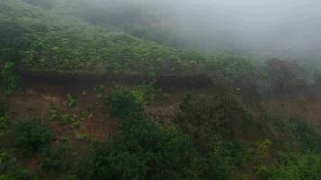 aéreo Visão do montanha declives coberto com verde vegetação video