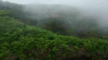 aérien vue de Montagne pistes couvert avec vert végétation video