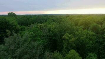 Aerial View of the Beautiful Landscape the River Flows Among the Green Deciduous Forest video