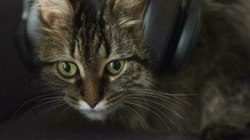 Lovely tabby domestic cat in headphones listens to music and shakes his head to the beat. Funny video