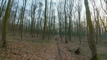 FPV drone flight quickly and maneuverable through the forest in early spring video