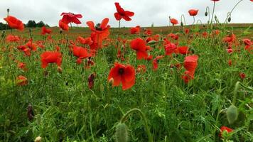 wild Mohn Feld, schön Sommer- ländlich Landschaft. Blühen hell rot Blumen video