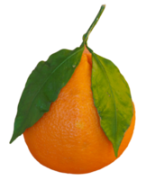 mandarino frutta trasparente png