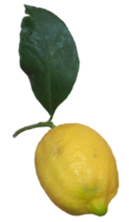 Limone frutta trasparente png