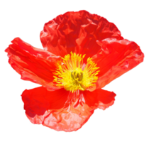 papaver rood bloem transparant PNG