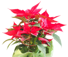 Natale stella fiore trasparente png