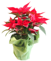 Noël étoile fleur transparent png