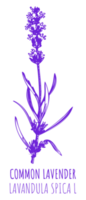 Drawings COMMON LAVENDER. Hand drawn illustration. Latin name Lavandula L. png