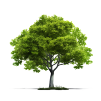 Green tree isolated. Illustration AI Generative png