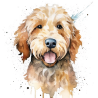 Cute watercolor goldendoodle dog. Illustration png