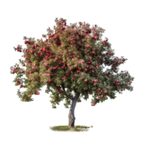 Pomme arbre isolé. illustration ai génératif png