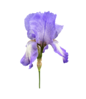 Iris light violet flower with leaves close-up, cutout with clipping path object on transparent background, floral element of design, decor png