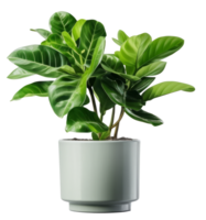 Green domestic plant in flowerpot. Illustration png