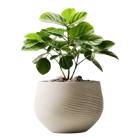 verde doméstico plantar dentro vaso de flores. ilustração ai generativo png